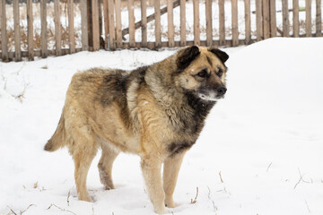 Senior Dog Fluffy Fur with Snowflakes in Yard during Snowfall Blizzard	
