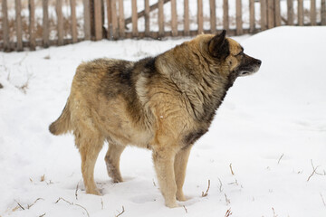 Senior Dog Fluffy Fur with Snowflakes in Yard during Snowfall Blizzard	
