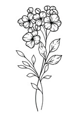 Hawthorns Line Art. Hawthorns outline Illustration. May Birth Month Flower. Hawthorns outline isolated on white. Hand painted line art botanical illustration.