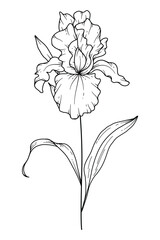Iris flower Line Art. Iris outline Illustration. February Birth Month Flower. Iris outline isolated on white. Hand painted line art botanical illustration.