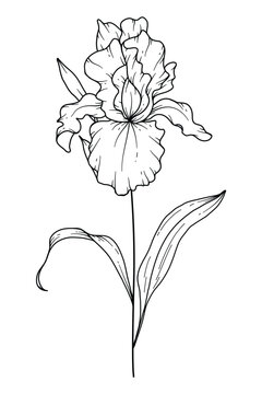 Iris flower Line Art. Iris outline Illustration. February Birth Month Flower. Iris outline isolated on white. Hand painted line art botanical illustration.