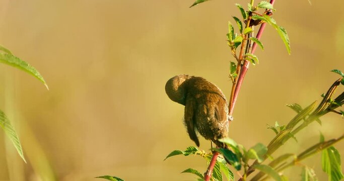 Backside of scaly-breasted munia or spotted munia (Lonchura punctulata) on wild plant with morning sunlight.