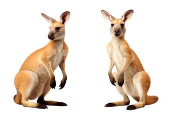Group of kangaroo animal standing, isolated on transparent or white background