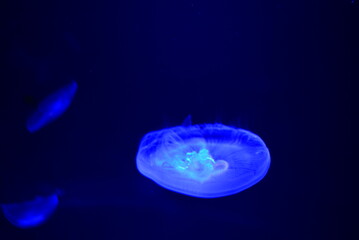 京都水族館のクラゲ