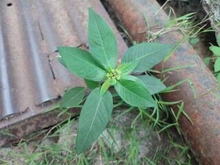 Euphorbia heterophylla is a plant that belongs to the Euphorbiaceae family or the Euphorbia genus