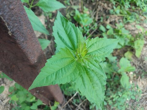 Chromolaena odorata or Kirinyuh is a woody plant and belongs to the Asteraceae family