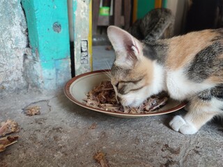 hungry pet cat eating chicken bones