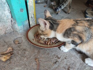 hungry pet cat eating chicken bones