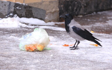 A crow sits in the snow near a plastic bag with food waste