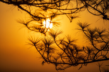 Silhouette shot of pine tree on sunrise morning at Phu Kradueng National Park, Thailand.