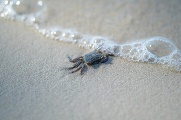 Sea crabs are hard to find on pristine beaches with beautiful white sand.