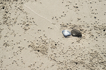 Fototapeta na wymiar Colorful seashells on the white sand beach Use it as a cover image or background for your travels. Can stimulate tourism