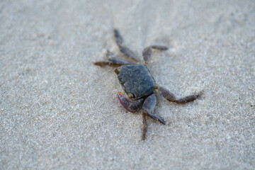 Sea crabs are hard to find on pristine beaches with beautiful white sand.