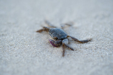 Sea crabs are hard to find on pristine beaches with beautiful white sand.