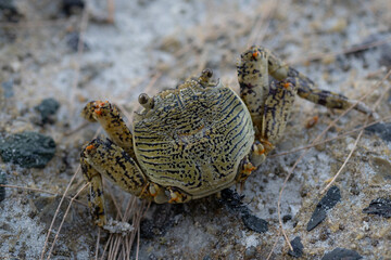 Sea crabs are hard to find on pristine beaches with beautiful white sand.