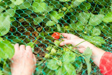 Protective net on a bed with berries from birds. A gardener collects ripe strawberries