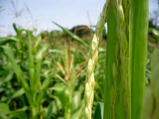 corn plantation field background.