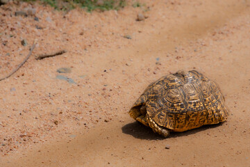 Pretty turtle slowly crossing the path in Kruger Park in South Africa