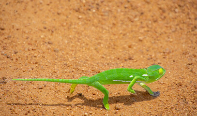 Pretty chameleon slowly crossing the path in Kruger Park in South Africa