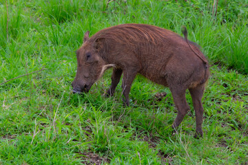 Specimen of wild boar in its natural habitat in South Africa
