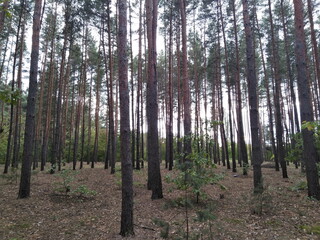 Pine forest. Tall tree trunks. Light and shadow. Bushes and grass.