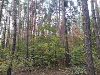 Pine forest. Tall tree trunks. Light and shadow. Bushes and grass.