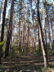 Pine forest. Tall tree trunks. Light and shadow. Bushes and grass.