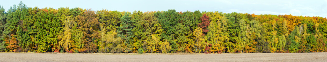 Panorama of Autumn forest with full spectrum of Fall colors