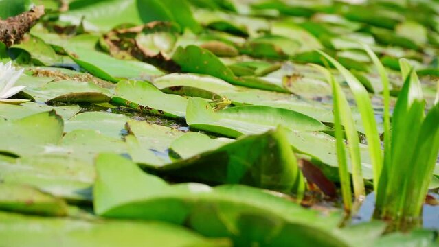 Small cute green frog hidden in large green water lily leaves