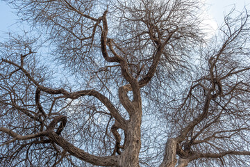 tree branches against sky