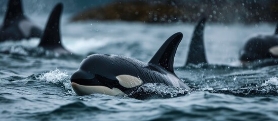 A young orca calf emerges, encircled by its kin. - obrazy, fototapety, plakaty