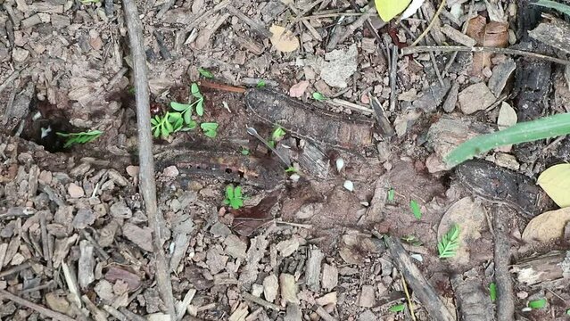 Formigas levando a comida para o formigueiro, caminho das formigas.  INSETOS
