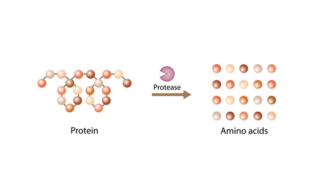 Protein Digestion. Proteases Enzymes (proteinases and peptidases) are digesting the protein into small peptide chains then into single amino acids, to be absorbed into the blood stream. Vector design.
