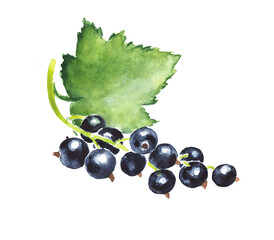 Hand painted watercolor illustration of currant , black currant , berries with leaves , berry, currants , watercolor illustration