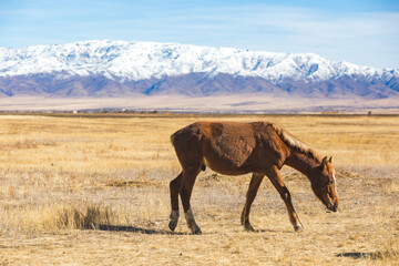 Horse grazes in the steppe of Kazakhstan