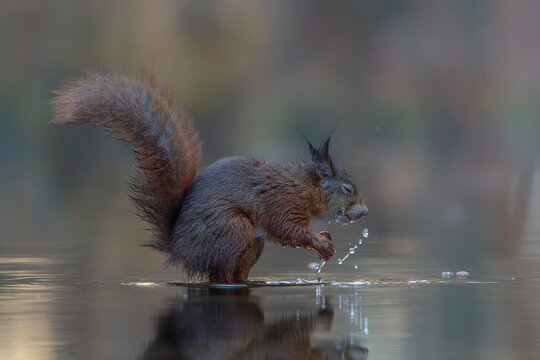 Cute hungry Red Squirrel (Sciurus vulgaris) eating a nut in a pool of water in an forest in the Netherlands.   
