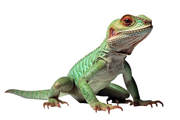 green iguana isolated on white - obrazy, fototapety, plakaty