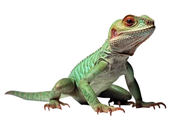 Foto op Canvas green iguana isolated on white © Afrin