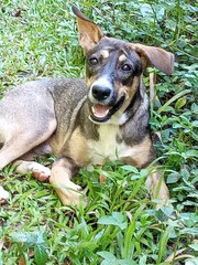 Un jeune chien allongé dans un champ