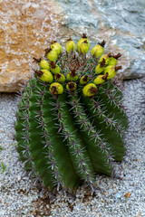FLOWERING CACTUS