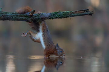 Cute and beautiful Eurasian red squirrel (Sciurus vulgaris) is hanging upside down and drinking water in a pool in the forest of Noord Brabant in the Netherlands. Reflection in the water. 