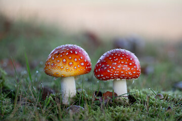fly agaric mushroom