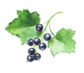 Hand painted watercolor illustration of currant , black currant , berries with leaves , berry, currants , watercolor illustration
