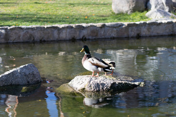 Ducks swimming in a park in the city center of Madrid