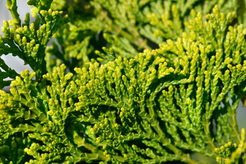 Dwarf Hinoki cypress banch