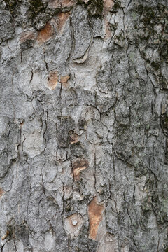 Common sycamore bark deail