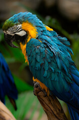 blue and yellow macaw ara