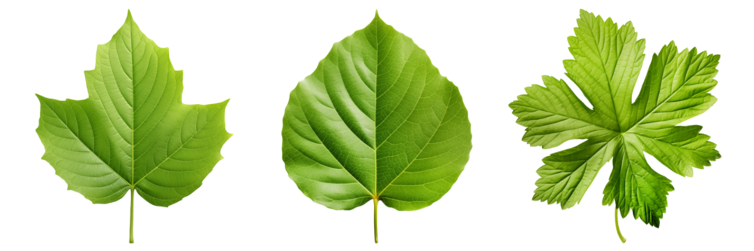 Set of different tree leaves is carved on a transparent background. Element to be inserted into a design or project