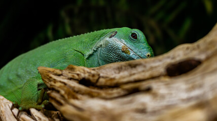 green chameleon on a branch