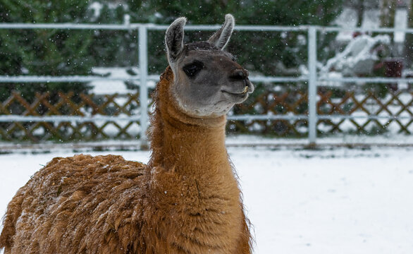 Lama in the winter zoo
